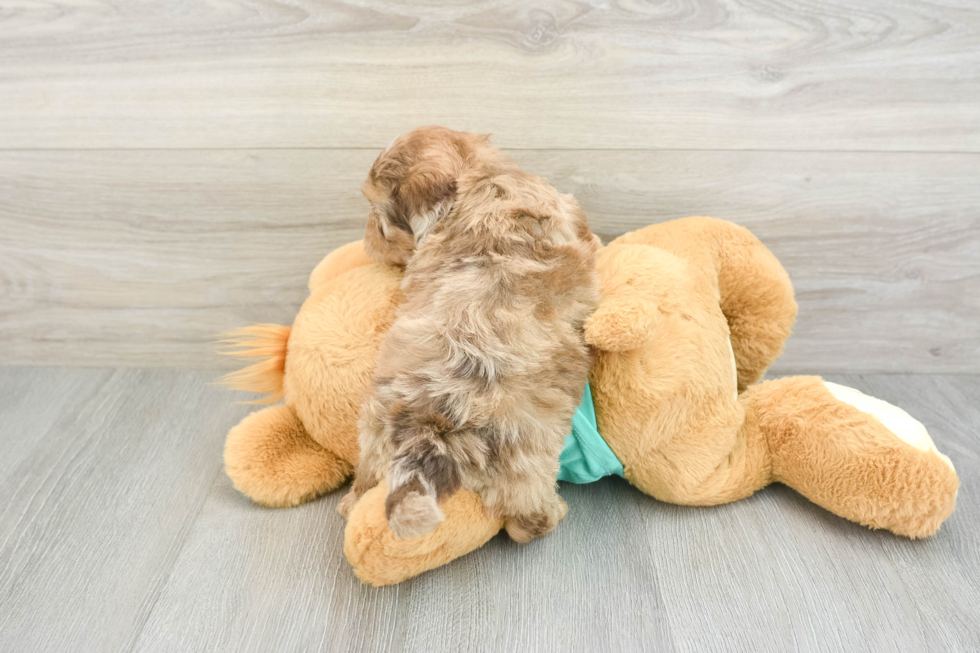 Sweet Shih Poo Baby