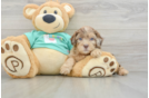Shih Poo Pup Being Cute