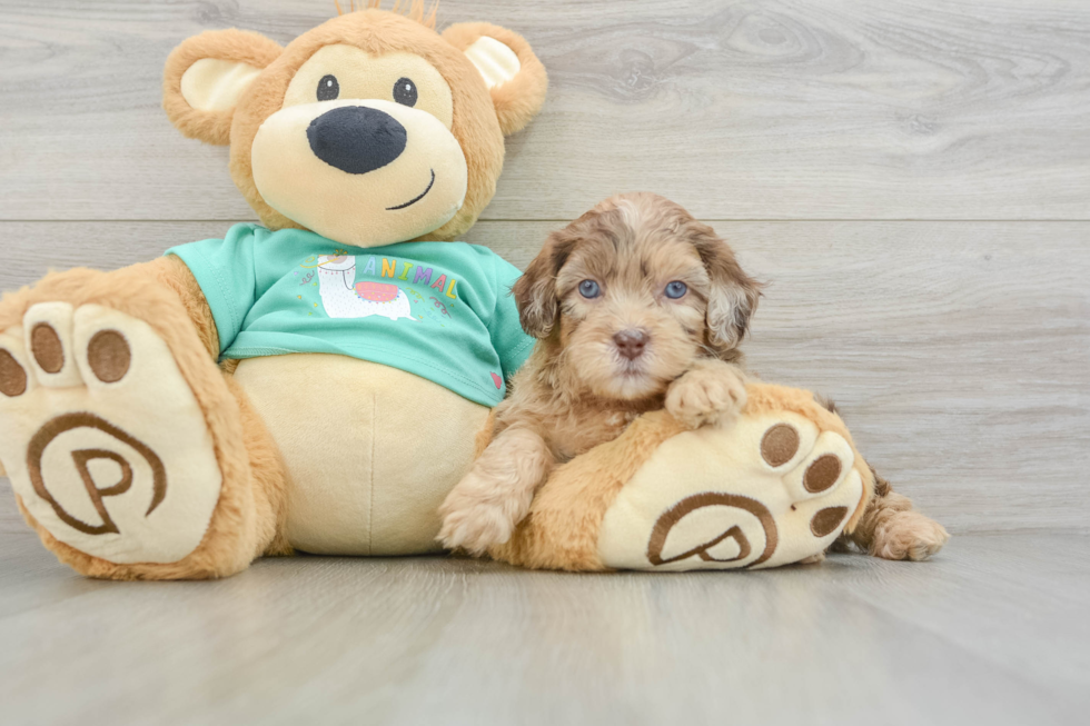 Shih Poo Pup Being Cute