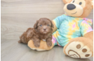 Shih Poo Puppy for Adoption