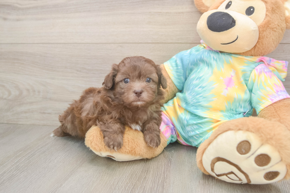 Shih Poo Puppy for Adoption
