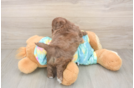 Best Shih Poo Baby