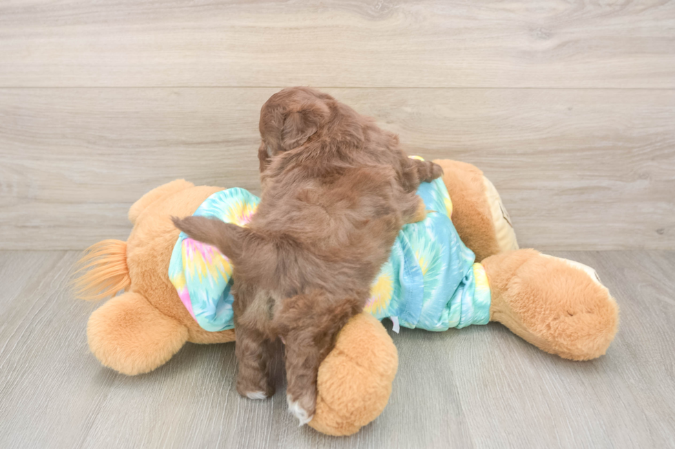 Best Shih Poo Baby