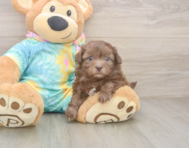 6 week old Shih Poo Puppy For Sale - Florida Fur Babies