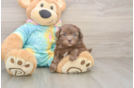 Shih Poo Puppy for Adoption
