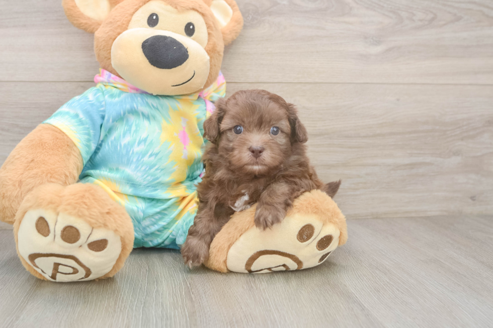 Shih Poo Puppy for Adoption