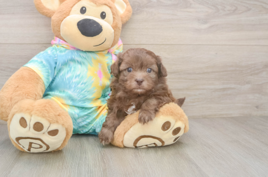 Shih Poo Puppy for Adoption