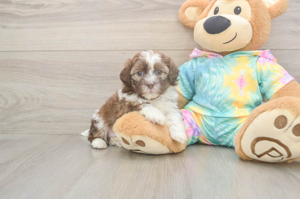 5 week old Shih Poo Puppy For Sale - Florida Fur Babies