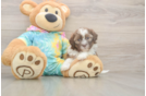 Shih Poo Pup Being Cute