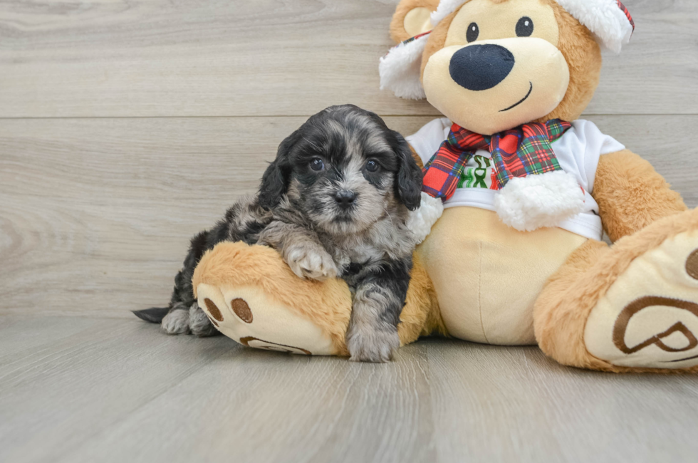 5 week old Shih Poo Puppy For Sale - Florida Fur Babies