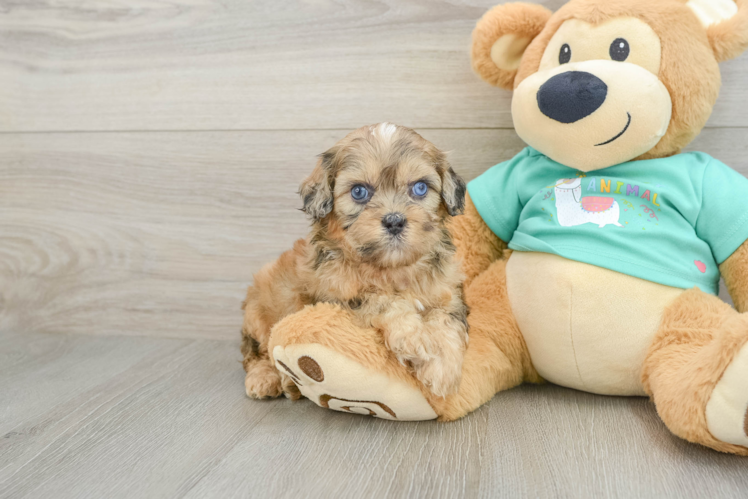 Shih Poo Puppy for Adoption