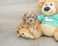 6 week old Shih Poo Puppy For Sale - Florida Fur Babies