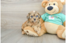 Shih Poo Puppy for Adoption