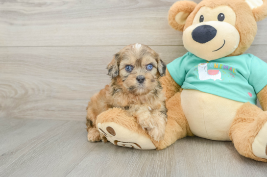 Shih Poo Puppy for Adoption