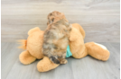Shih Poo Pup Being Cute