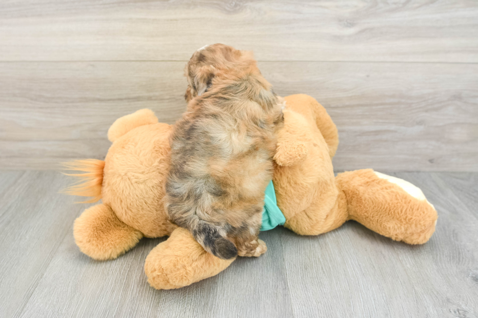 Shih Poo Pup Being Cute
