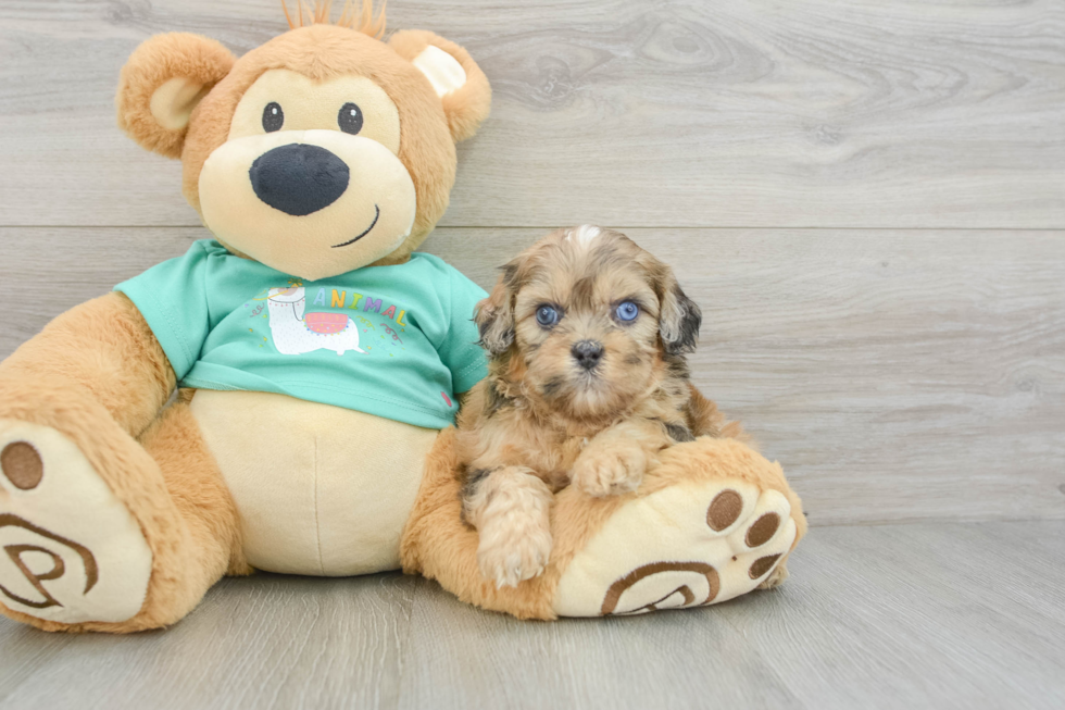 Best Shih Poo Baby
