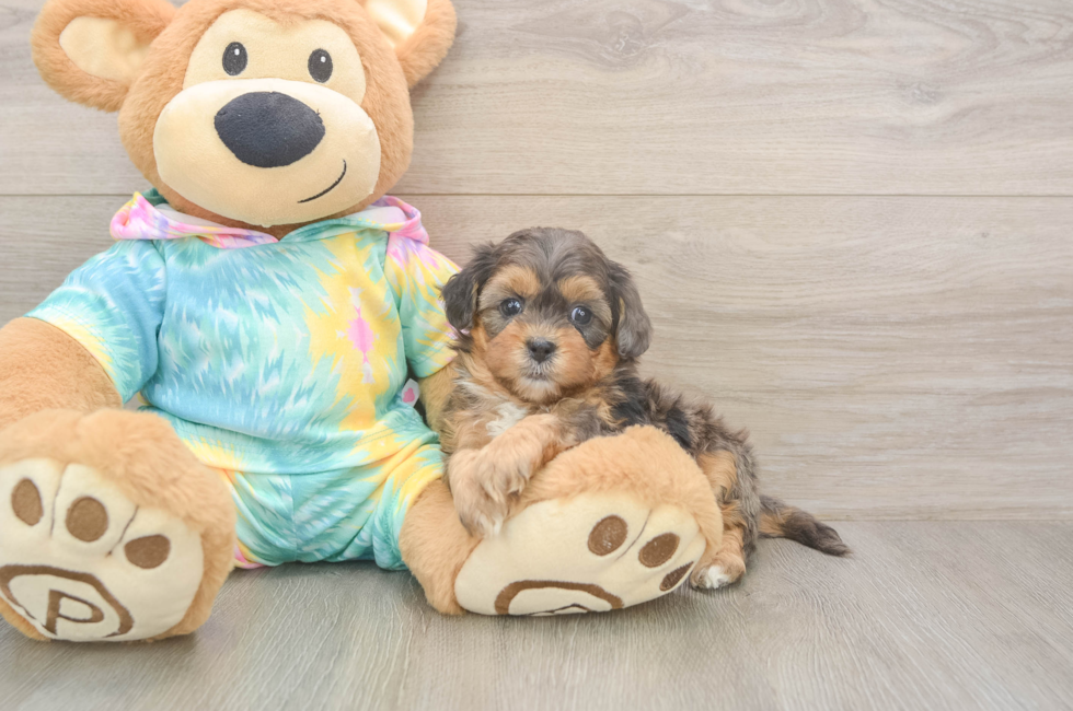 5 week old Shih Poo Puppy For Sale - Florida Fur Babies