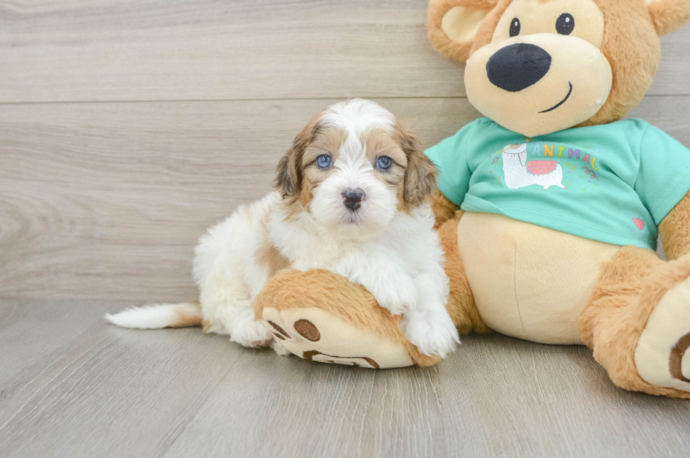 6 week old Shih Poo Puppy For Sale - Florida Fur Babies