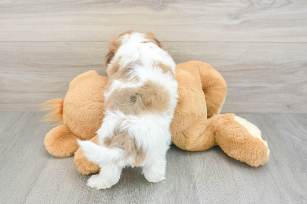Shih Poo Pup Being Cute