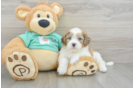 Best Shih Poo Baby