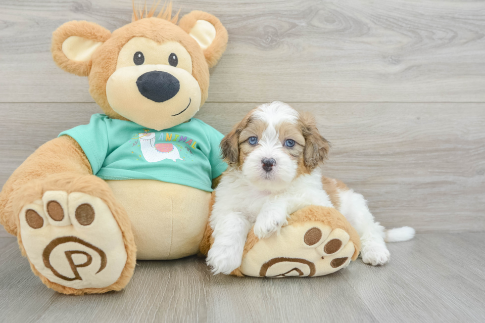 Best Shih Poo Baby