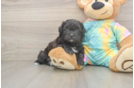 Shih Poo Puppy for Adoption