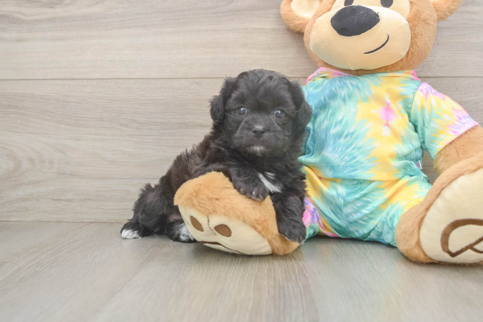 Shih Poo Puppy for Adoption