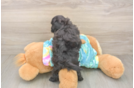 Best Shih Poo Baby