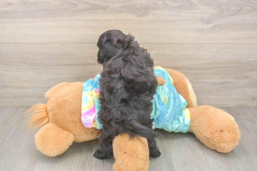 Best Shih Poo Baby