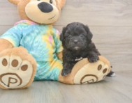 6 week old Shih Poo Puppy For Sale - Florida Fur Babies