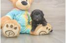 Friendly Shih Poo Baby