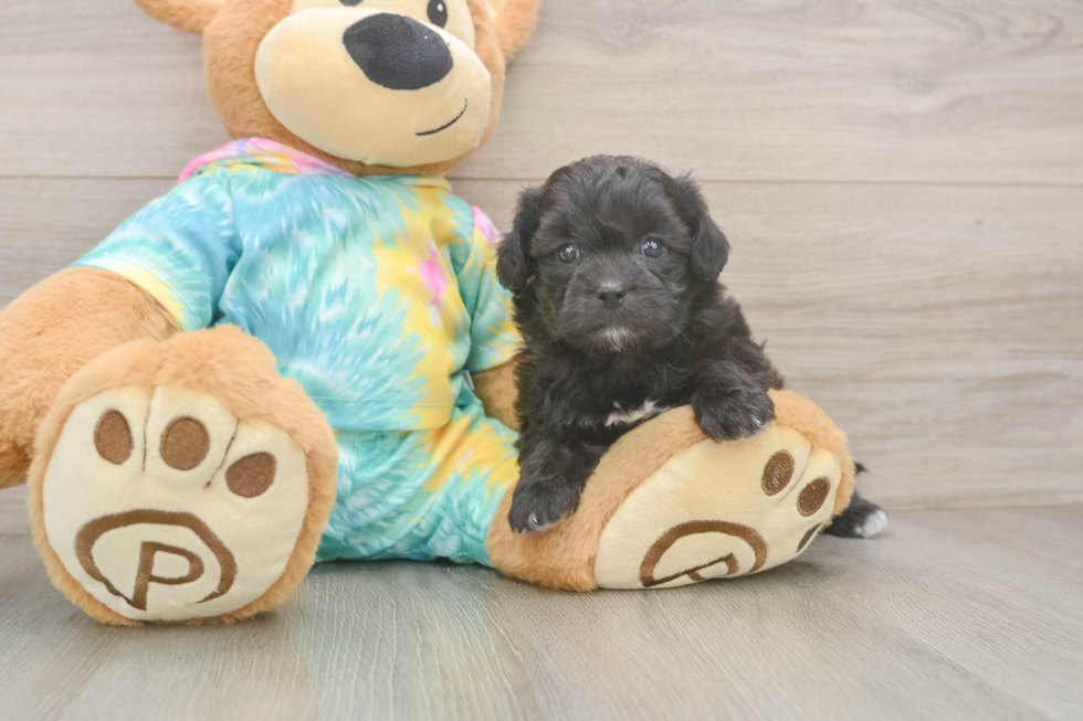 Friendly Shih Poo Baby