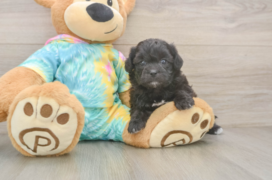 Friendly Shih Poo Baby