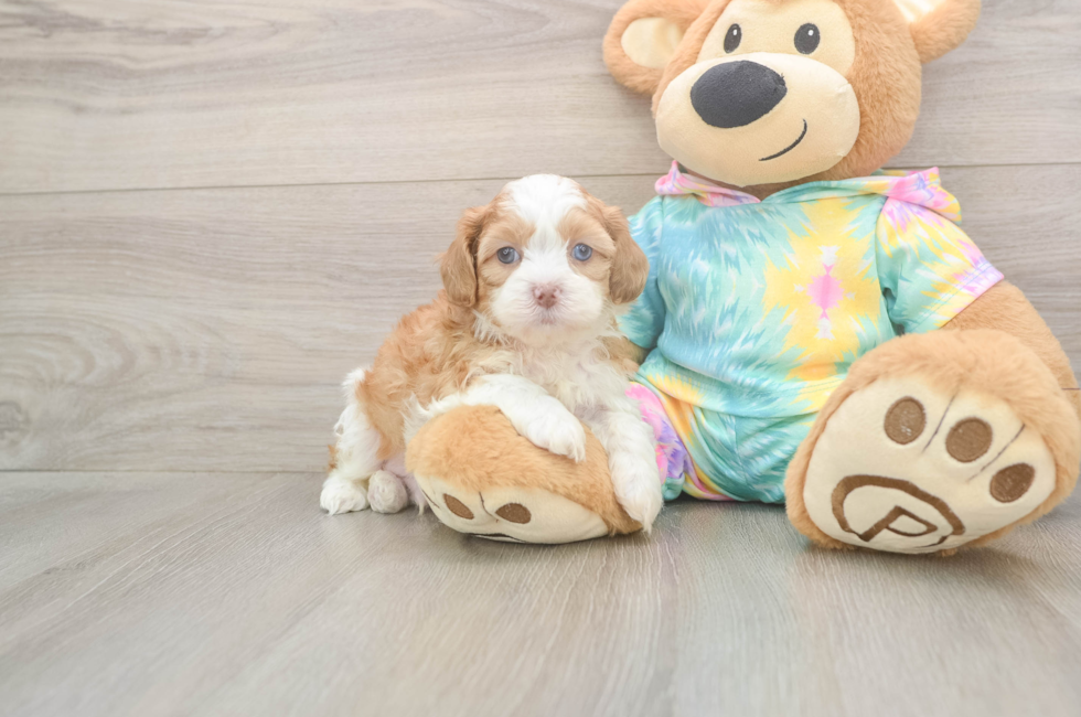 5 week old Shih Poo Puppy For Sale - Florida Fur Babies