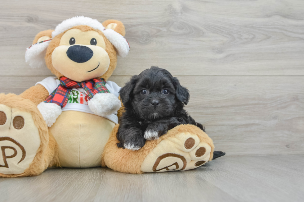 5 week old Shih Poo Puppy For Sale - Florida Fur Babies