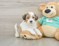 7 week old Shih Poo Puppy For Sale - Florida Fur Babies