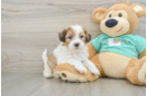 Popular Shih Poo Poodle Mix Pup