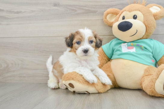 Popular Shih Poo Poodle Mix Pup