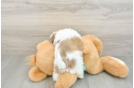 Best Shih Poo Baby