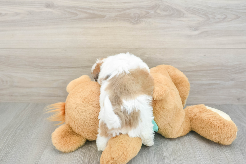Best Shih Poo Baby