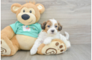 Happy Shih Poo Baby