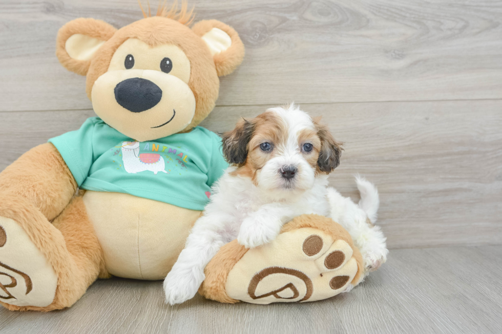 Happy Shih Poo Baby