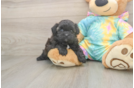 Popular Shih Poo Poodle Mix Pup