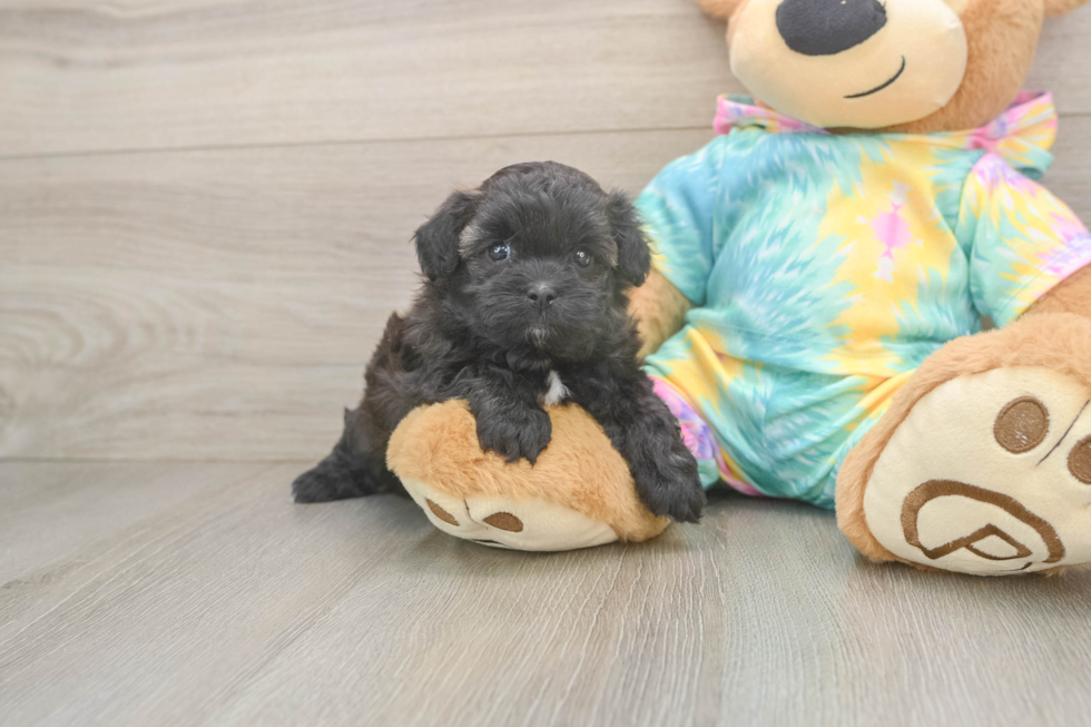 Popular Shih Poo Poodle Mix Pup