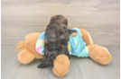 Little Shih Poo Poodle Mix Puppy