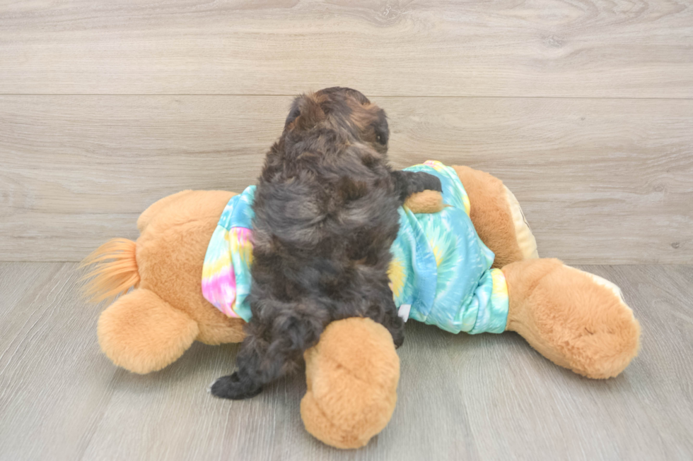 Little Shih Poo Poodle Mix Puppy