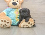 6 week old Shih Poo Puppy For Sale - Florida Fur Babies