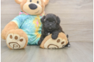 Adorable Shihpoo Poodle Mix Puppy