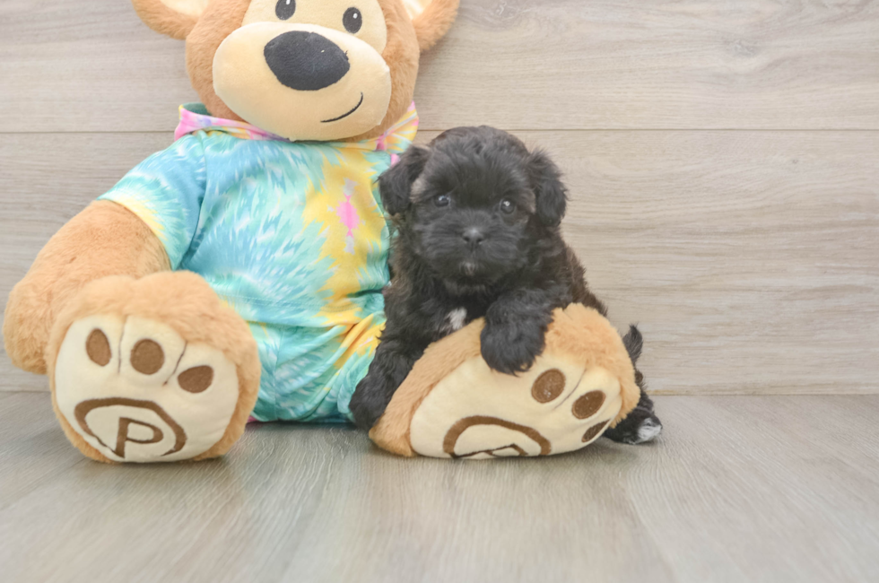 5 week old Shih Poo Puppy For Sale - Florida Fur Babies